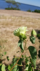 Gossypium davidsonii