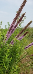 Liatris pycnostachya
