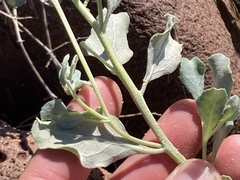 Atriplex barclayana