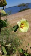 Gossypium davidsonii