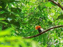 Thamnophilus palliatus