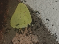 Phoebis philea