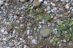 Urospermum picroides