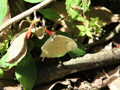 Phoebis neocypris virgo