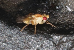 Chyromyidae