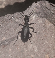 Epicauta segmenta