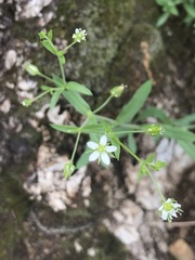 Arenaria