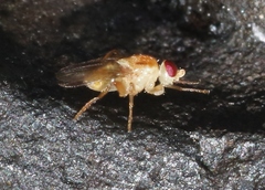 Chyromyidae