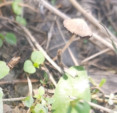 Pennatae