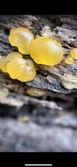 Dacrymycetaceae
