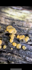 Dacrymycetaceae