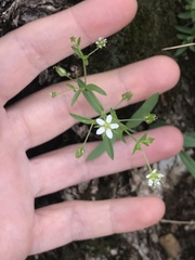 Arenaria