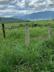 Sciurus variegatoides