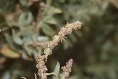 Atriplex