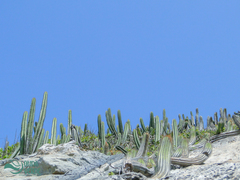 Coleocephalocereus fluminensis