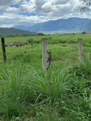 Sciurus variegatoides