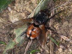 Peleteria rubescens