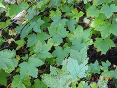 Ribes hudsonianum
