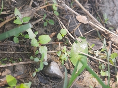 Pennatae