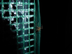 Anyphaena