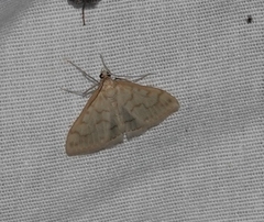 Hahncappsia pergilvalis