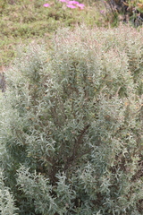 Atriplex