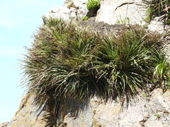 Fascicularia bicolor