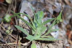 Urospermum picroides