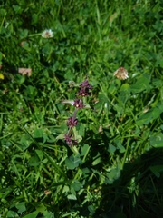 Stachys agraria
