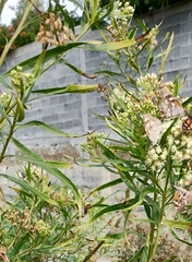 Libytheana carinenta mexicana