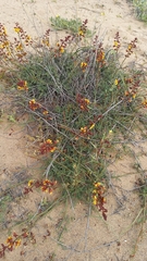 Erythrostemon angulatus
