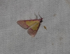 Choristostigma roseopennalis