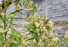 Libytheana carinenta mexicana
