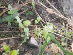 Pennatae