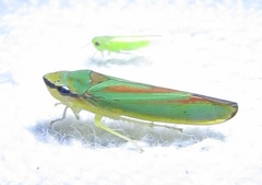 Graphocephala fennahi