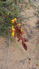 Erythrostemon angulatus