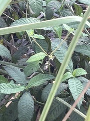 Psychotria tenuifolia