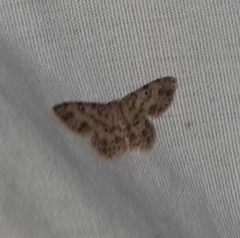 Scopula plantagenaria