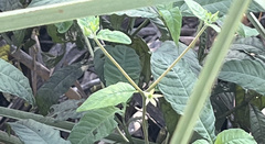 Psychotria tenuifolia