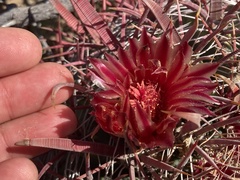 Ferocactus gracilis