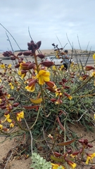 Erythrostemon angulatus