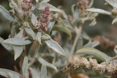 Atriplex