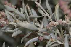 Atriplex