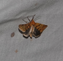 Chrysoecia atrolinea