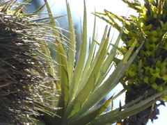 Puya chilensis