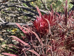 Ferocactus gracilis