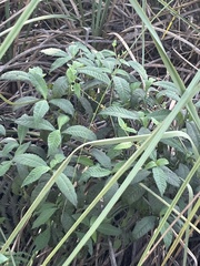 Psychotria tenuifolia