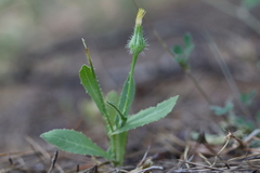 Urospermum picroides