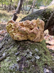 Laetiporus sulphureus