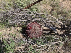 Ferocactus gracilis